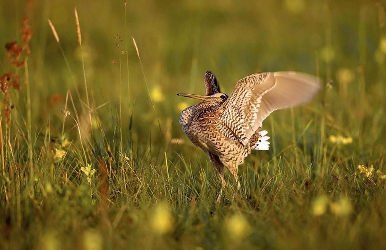 Agroturystyka Carski Trakt Wizna Extérieur photo